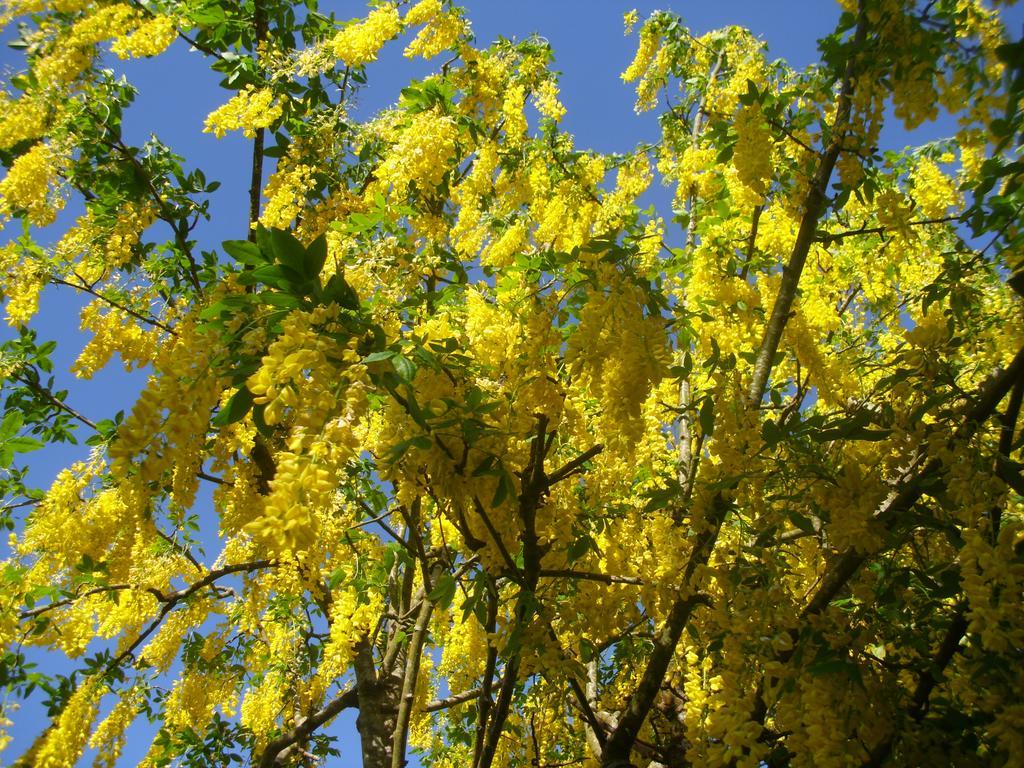 كينمير Laburnum B&B المظهر الخارجي الصورة